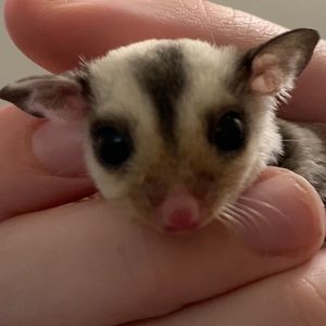 Meet your Posher, Allan